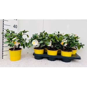 Citrus meyeri Lemon medi-stem