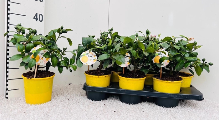 <h4>Citrus meyeri Lemon medi-stem</h4>