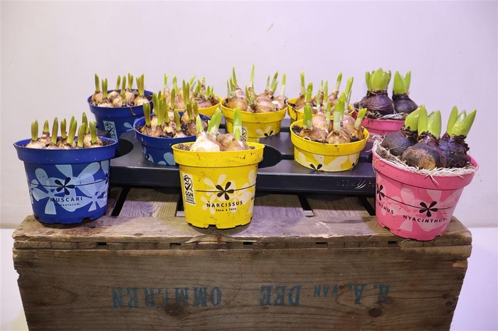 <h4>arr8 Bolbloemen Gem</h4>