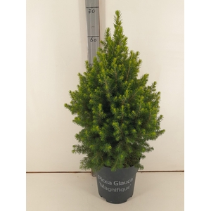 PICEA GL MAGNIFIQUE