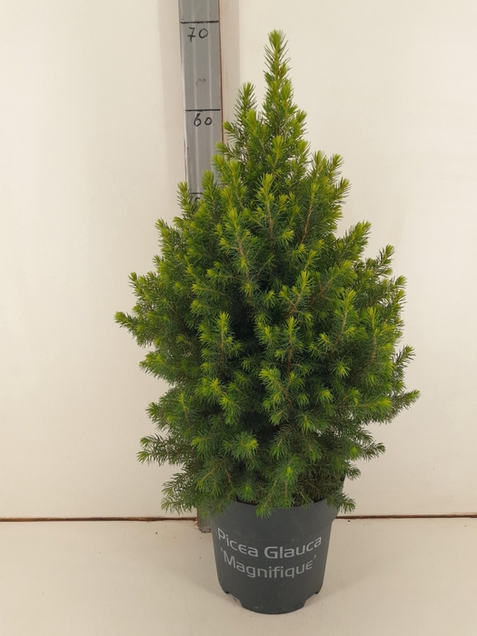 <h4>PICEA GL MAGNIFIQUE</h4>