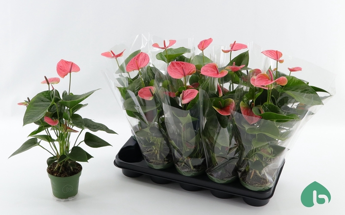 <h4>ANTHU AN SWEET DREAM</h4>