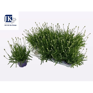 LAVAN IN EDELWEISS