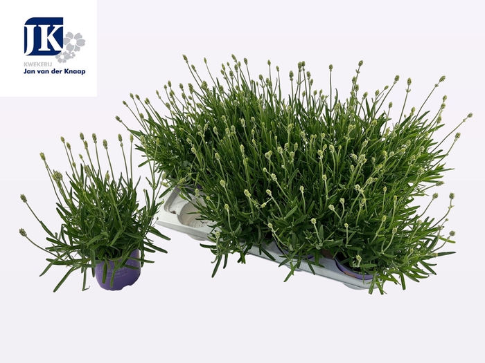 <h4>LAVAN IN EDELWEISS</h4>