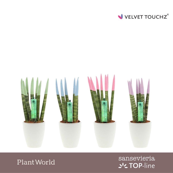 <h4>Sansevieria VELVET TOUCHZ® Pastel mix in Osaka keramiek</h4>