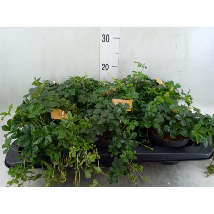 <h4>Parthenocissus inserta</h4>