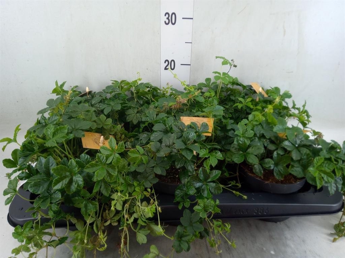 <h4>Parthenocissus inserta</h4>