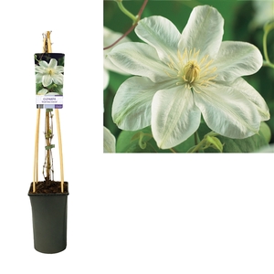 Clematis 'Guernsey Cream' +light label