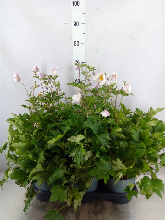 <h4>Anemone  'Wild Swan'</h4>