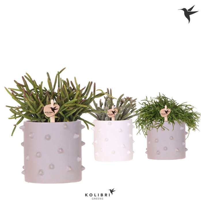 <h4>Kolibri Greens Rhipsalis mix in Spike pot mix</h4>