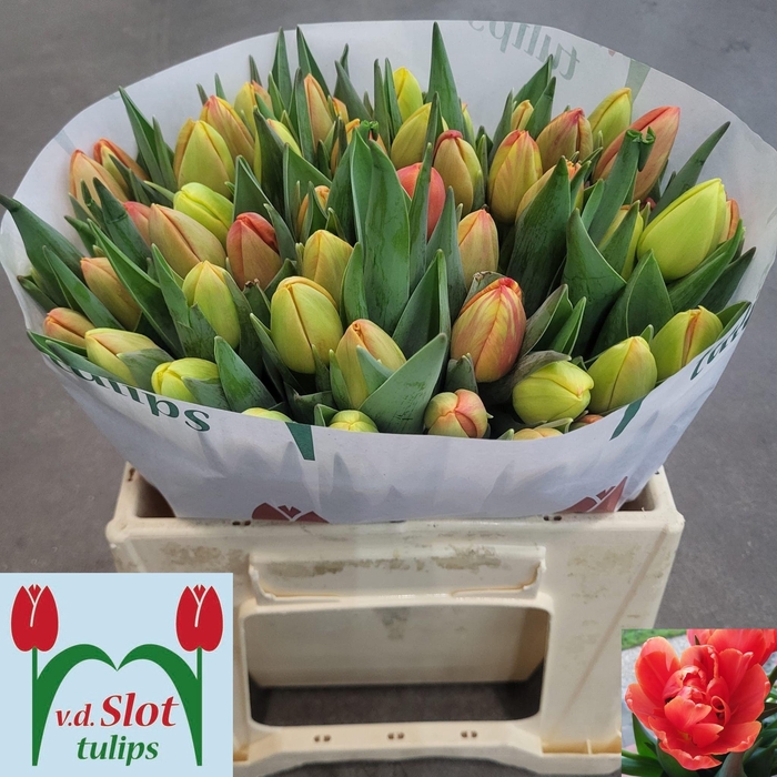 <h4>TU DU ICOON</h4>