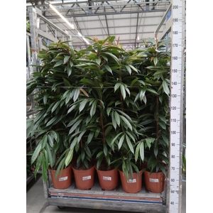 Ficus binn. 'Amstel King'