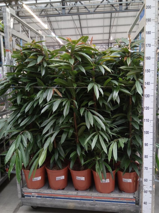 <h4>Ficus binn. 'Amstel King'</h4>