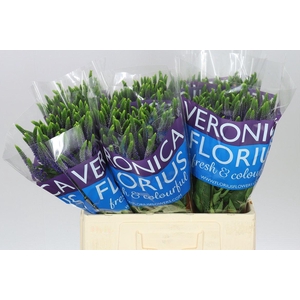 Veronica Spray Diana X 20