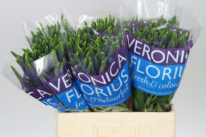 <h4>Veronica Spray Diana X 20</h4>