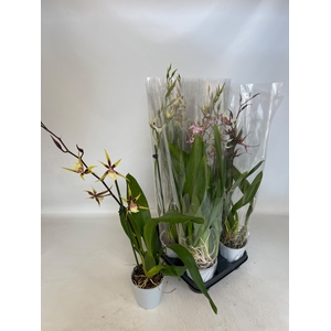 BRASSIA SUMMER DREAM