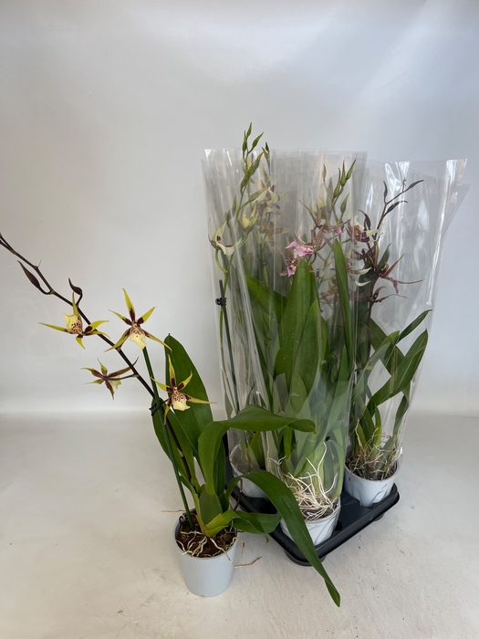 <h4>BRASSIA SUMMER DREAM</h4>