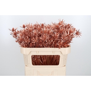 Eryn Orion Kl Bh Koper