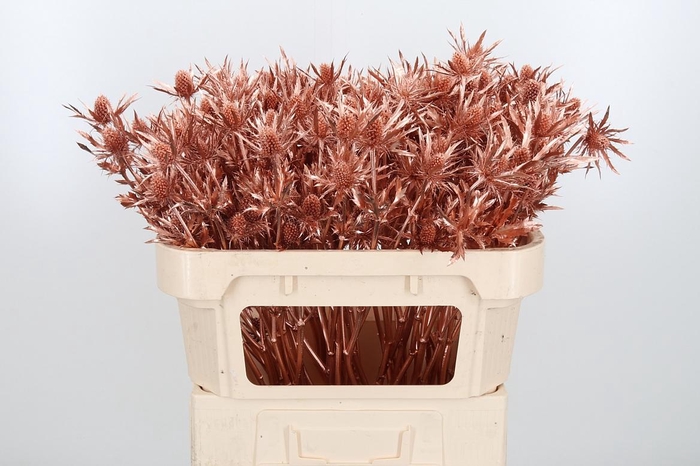 <h4>Eryn Orion Kl Bh Koper</h4>