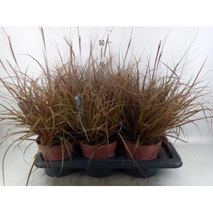 Uncinia rubra 'Everflame'