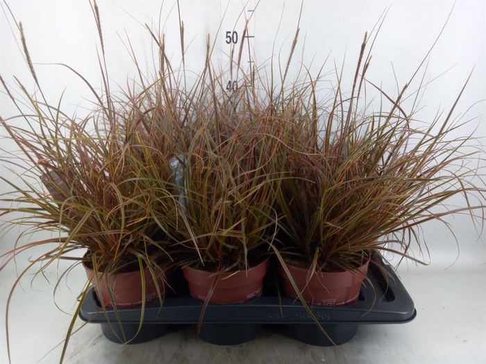 <h4>Uncinia rubra 'Everflame'</h4>