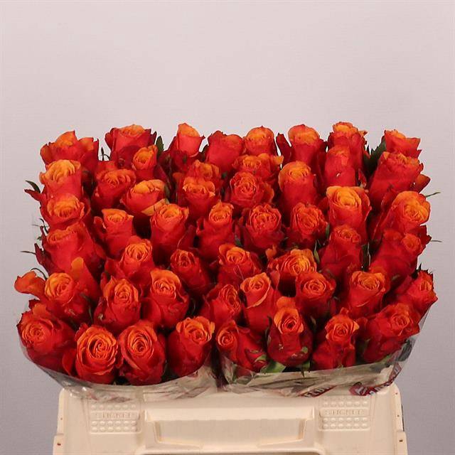 <h4>R Gr Espana Extra Tima</h4>