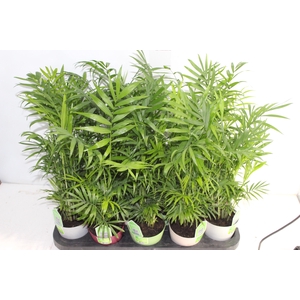 CHAMAEDOREA ELEGANS P11