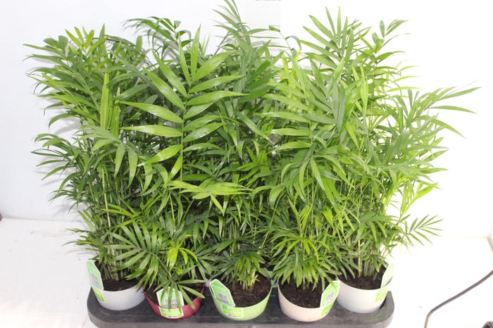 <h4>CHAMAEDOREA ELEGANS P11</h4>