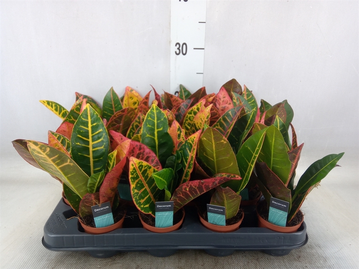 <h4>Codiaeum var. GR 'Petra'</h4>