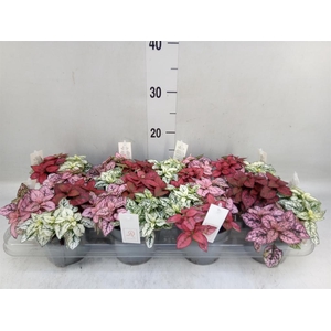 Hypoestes phyllo.   ...mix