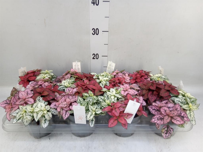 <h4>Hypoestes phyllo.   ...mix</h4>