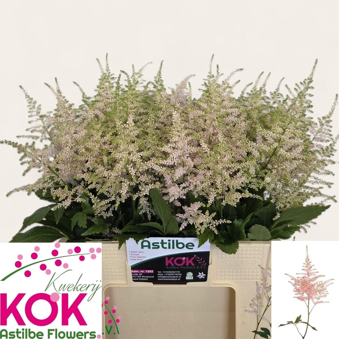 <h4>ASTIL JA EUROPA</h4>