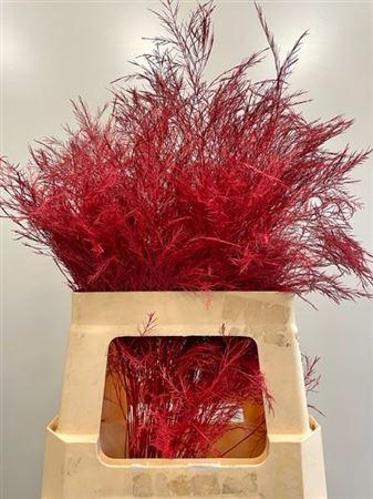 <h4>Treefern Red</h4>