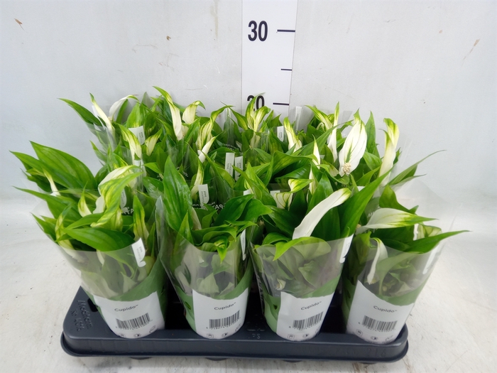 <h4>Spathiphyllum  'Pearl Cupido'</h4>