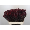 Leucadendron Saf Sunset Dark R.