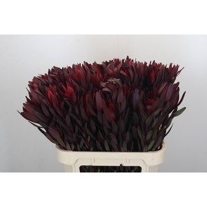 Leucadendron Saf Sunset Dark R.