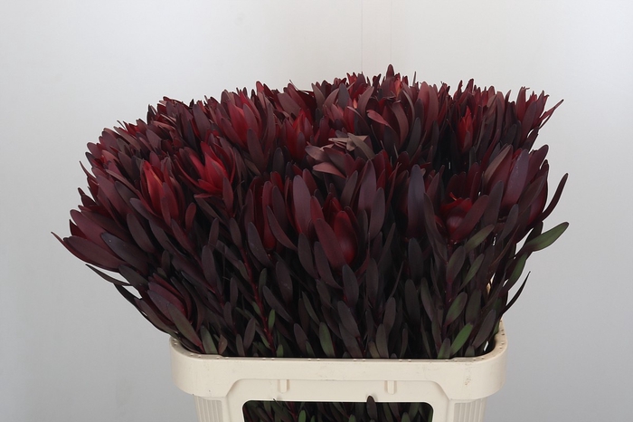 <h4>Leucadendron Saf Sunset Dark R.</h4>
