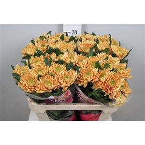 Chr G Rossano Orange