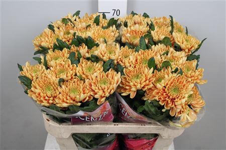 <h4>Chr G Rossano Orange</h4>