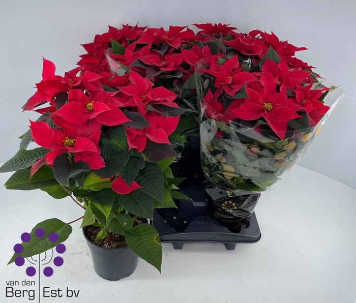 <h4>EUPHOR P CHR UNIVERS</h4>