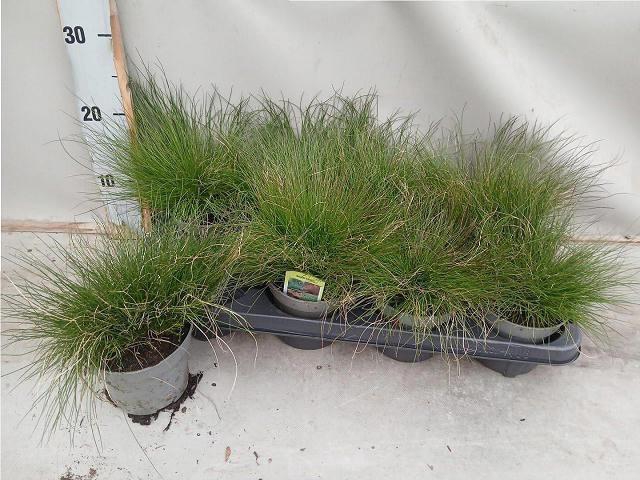 <h4>FEST AMETHYSTINA</h4>