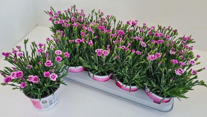 <h4>DIAN DI PINK KISSES</h4>