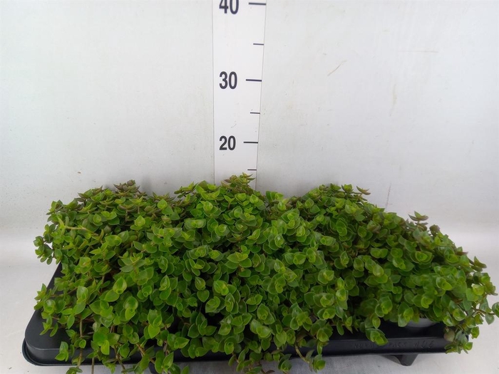 <h4>Callisia repens</h4>