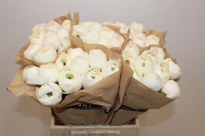 <h4>Ran Cloni Ex Hanoi</h4>