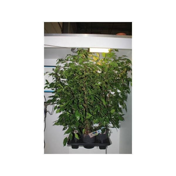 <h4>Fic Ben Exotica 3pp Bush</h4>