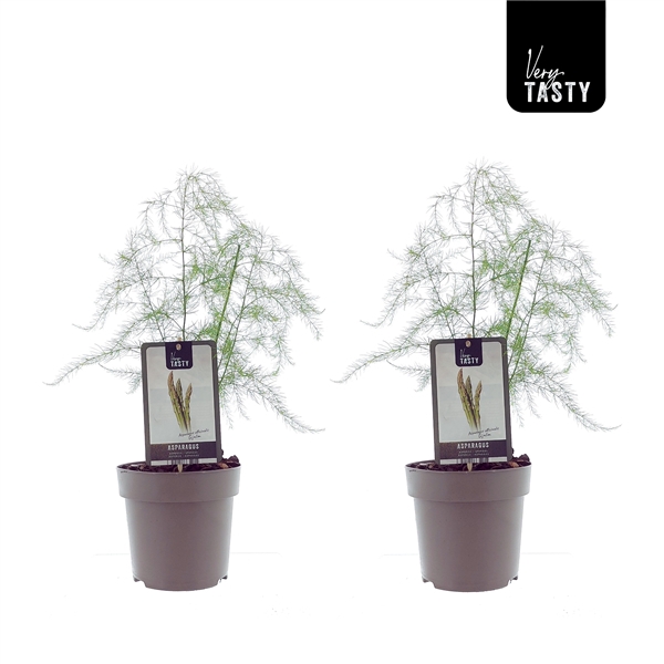 <h4>Asparagus Gijnlim</h4>