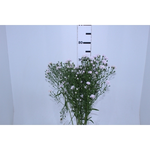 ASTER MARIANA 080 CM ROSA CLARO
