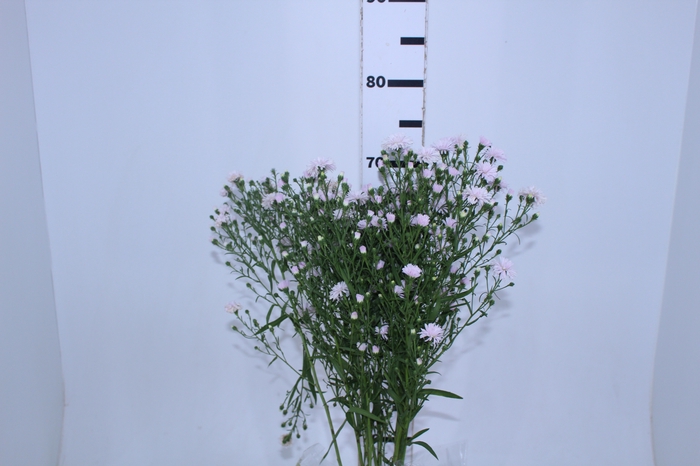 ASTER MARIANA 080 CM ROSA CLARO