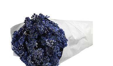 ACHILLEA MILLEFOLIUM AZUL TINTURADA 070 CM