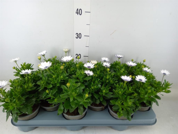 <h4>Osteospermum   ...</h4>